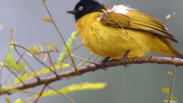 Bulbul à huppe noire - ML330482241