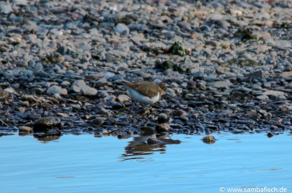 Common Sandpiper - ML330483621