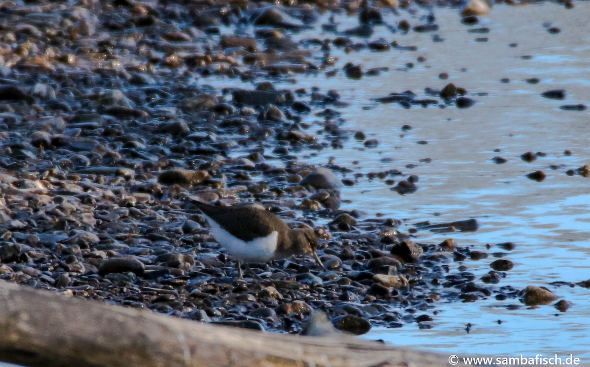Common Sandpiper - ML330483641