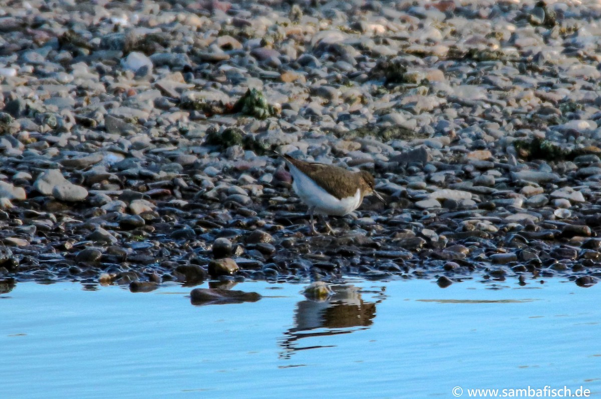 Common Sandpiper - ML330483651