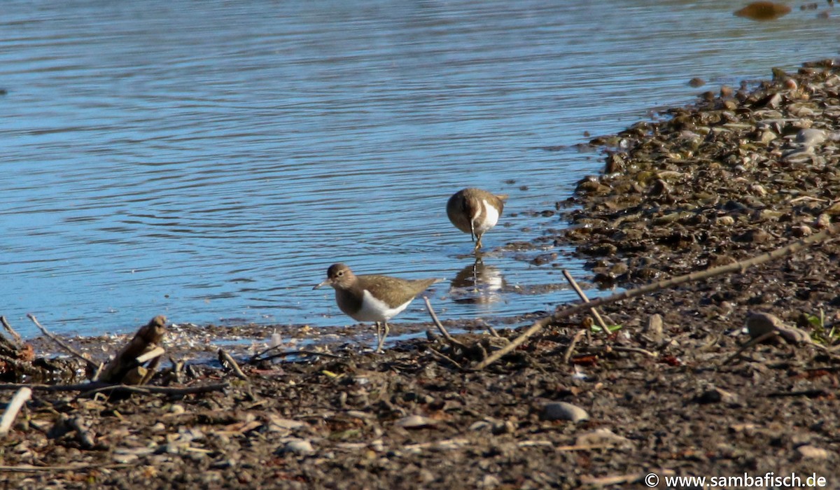 Common Sandpiper - ML330483681