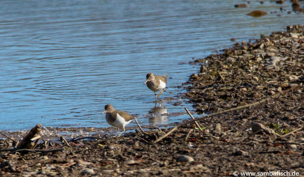 Common Sandpiper - ML330483691