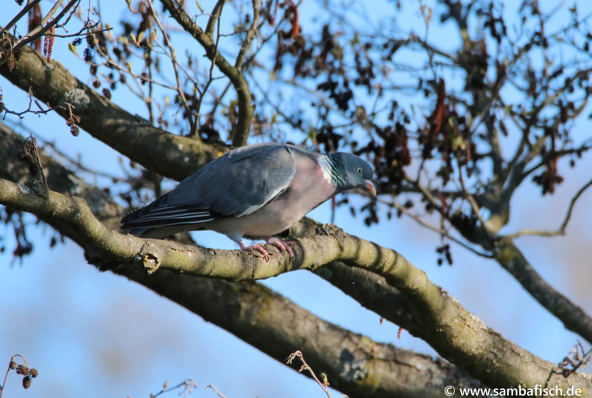 Common Wood-Pigeon - ML330483711