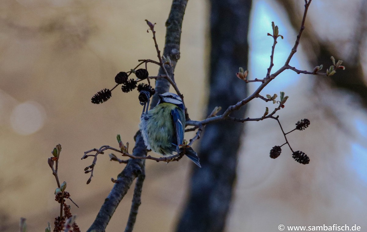Eurasian Blue Tit - ML330483821