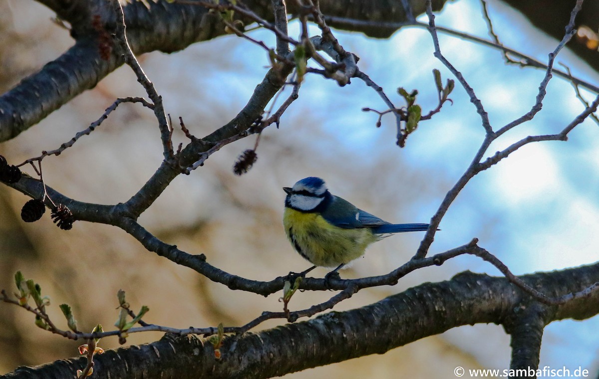 Eurasian Blue Tit - ML330483831