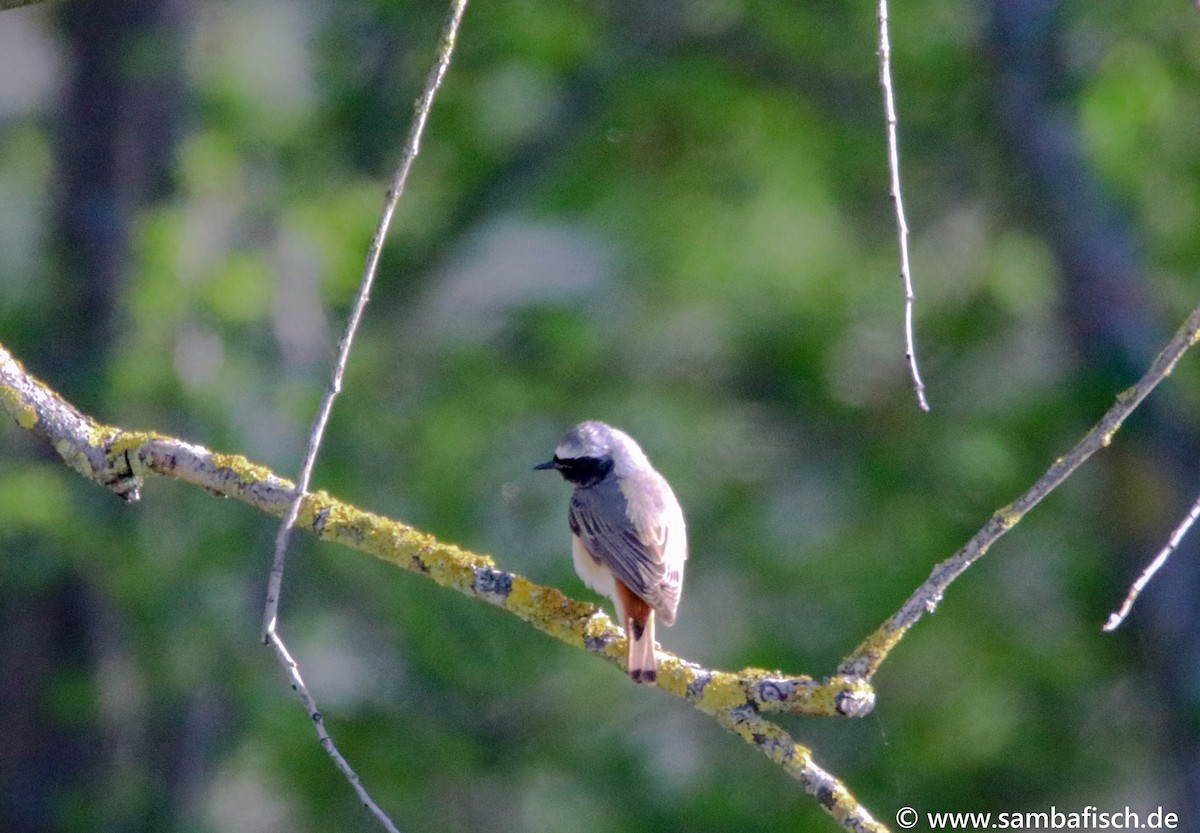 Common Redstart - ML330483861