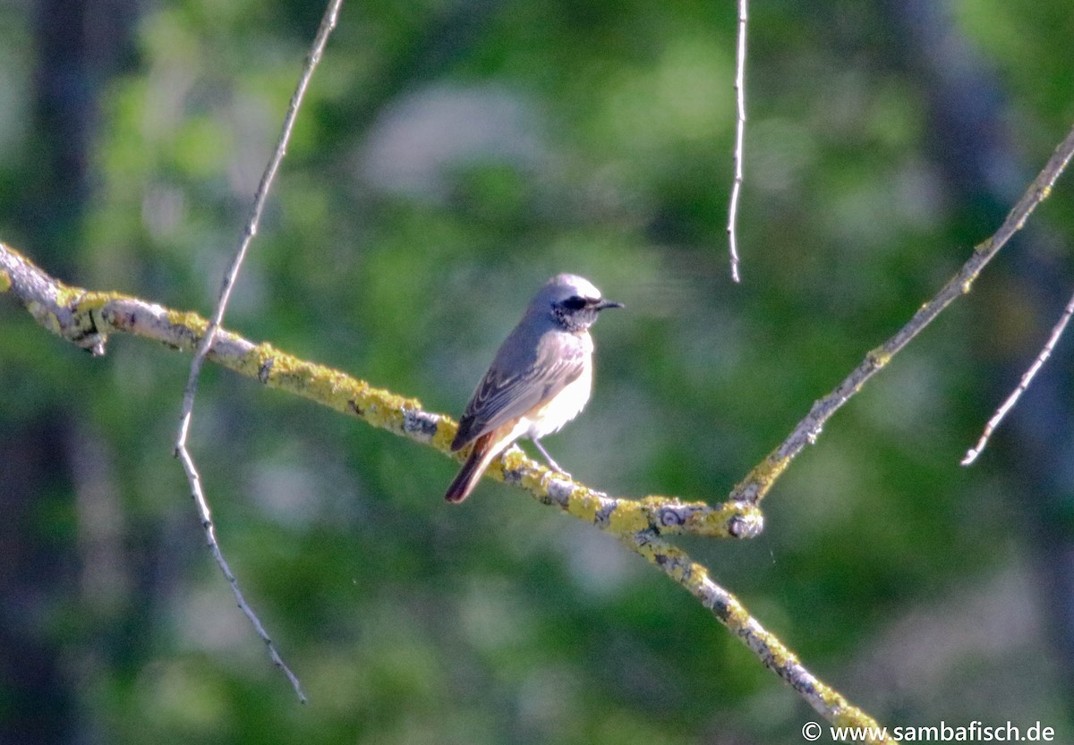Common Redstart - ML330483871
