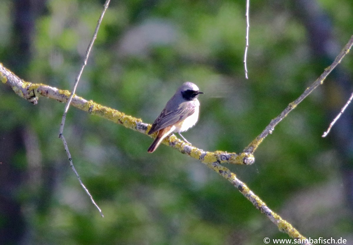 Common Redstart - ML330483881