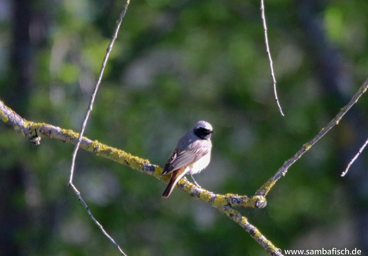 Common Redstart - ML330483921