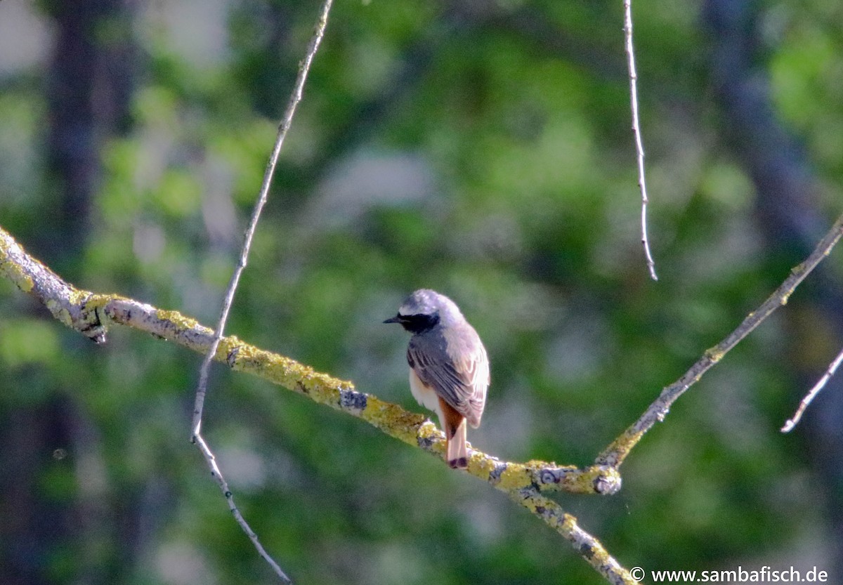 Common Redstart - ML330483931