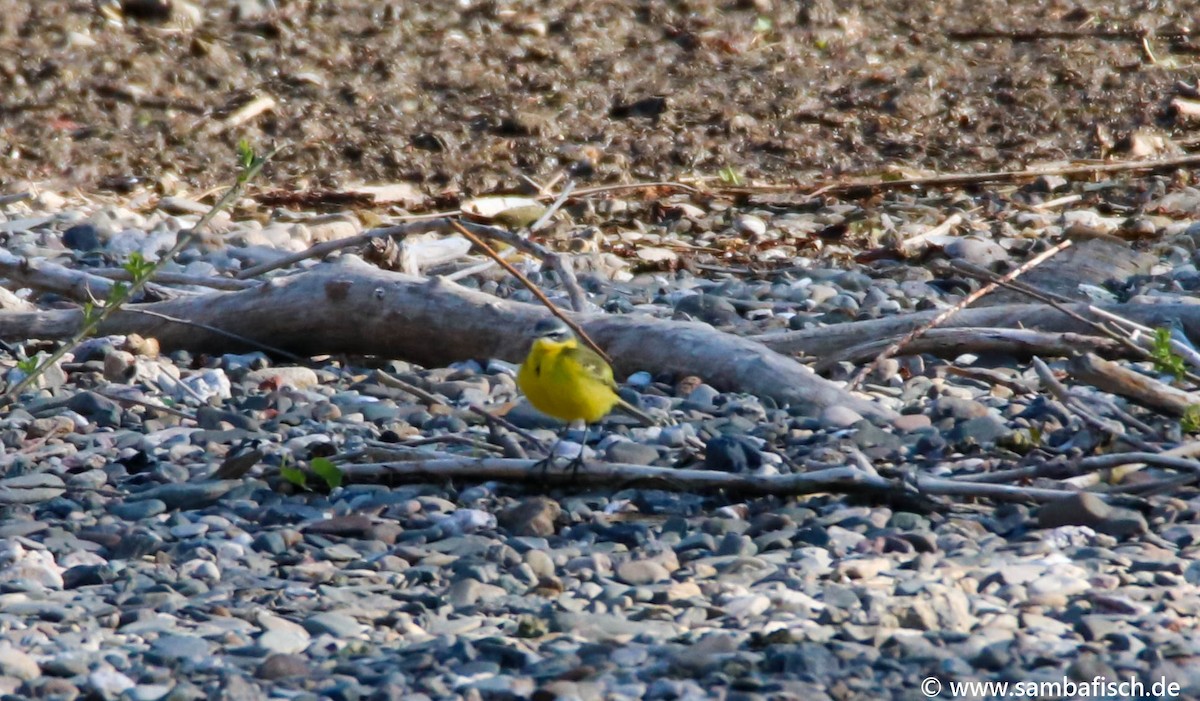 Western Yellow Wagtail - ML330484511