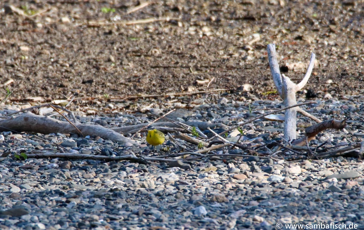 Western Yellow Wagtail - ML330484521