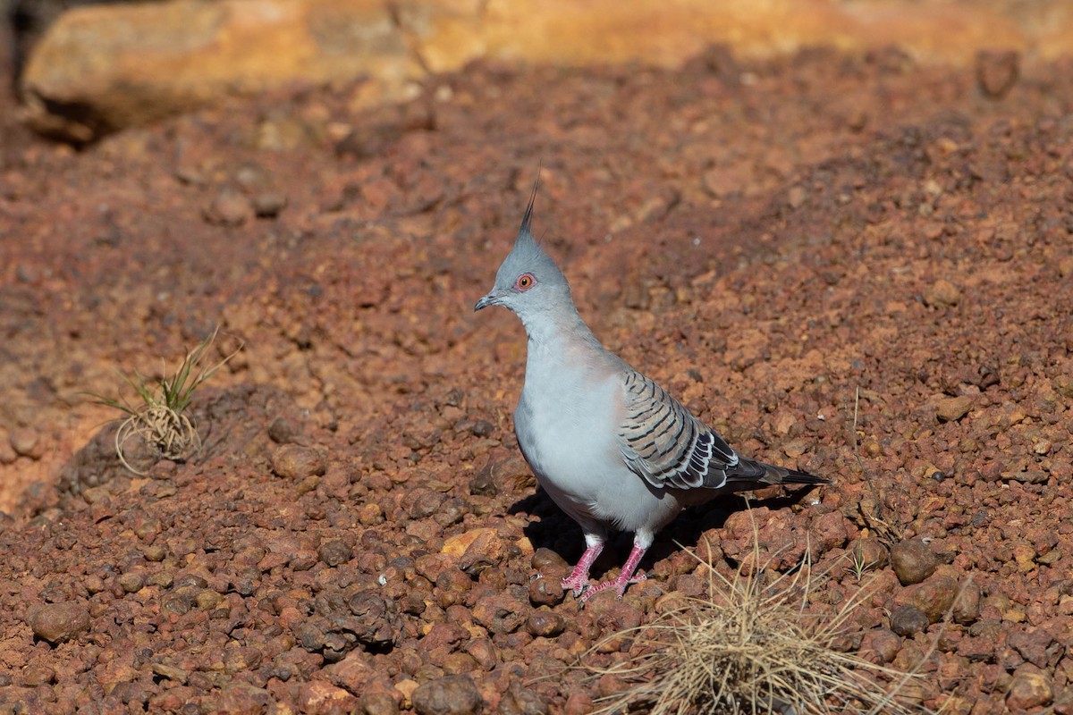 Crested Pigeon - ML330484881