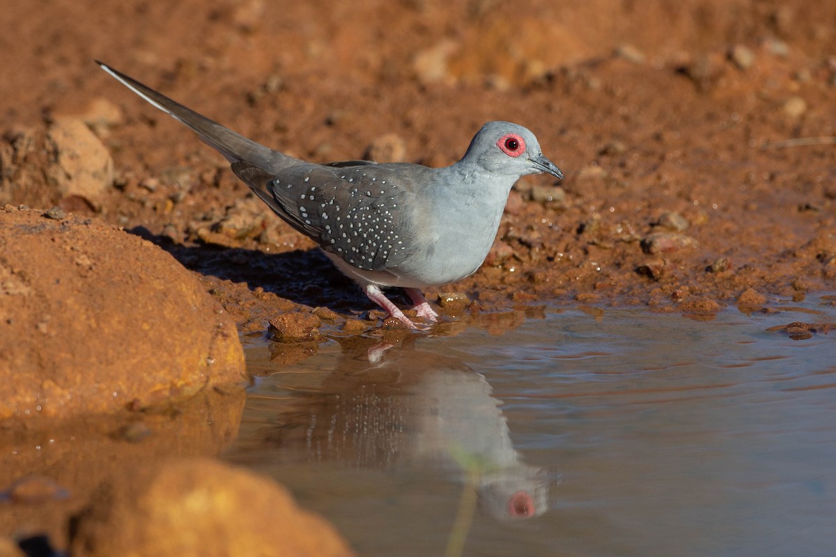 Diamond Dove - ML330484891