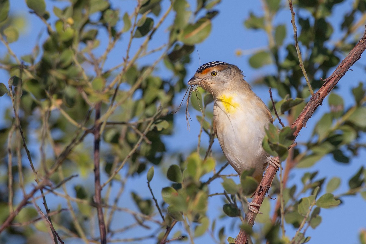 Red-browed Pardalote - ML330484911