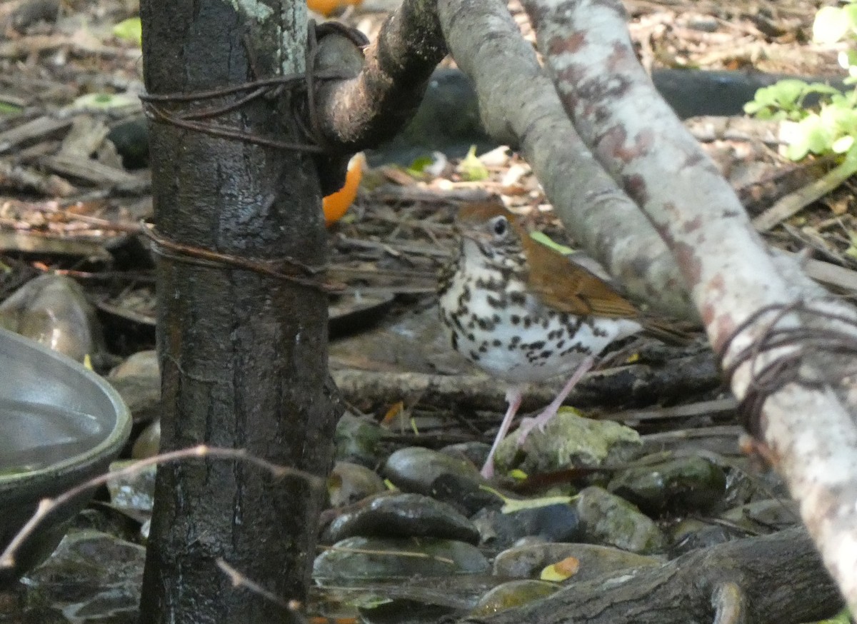 Wood Thrush - Christopher Rustay