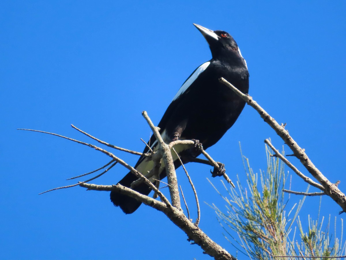 Australian Magpie - ML330486051