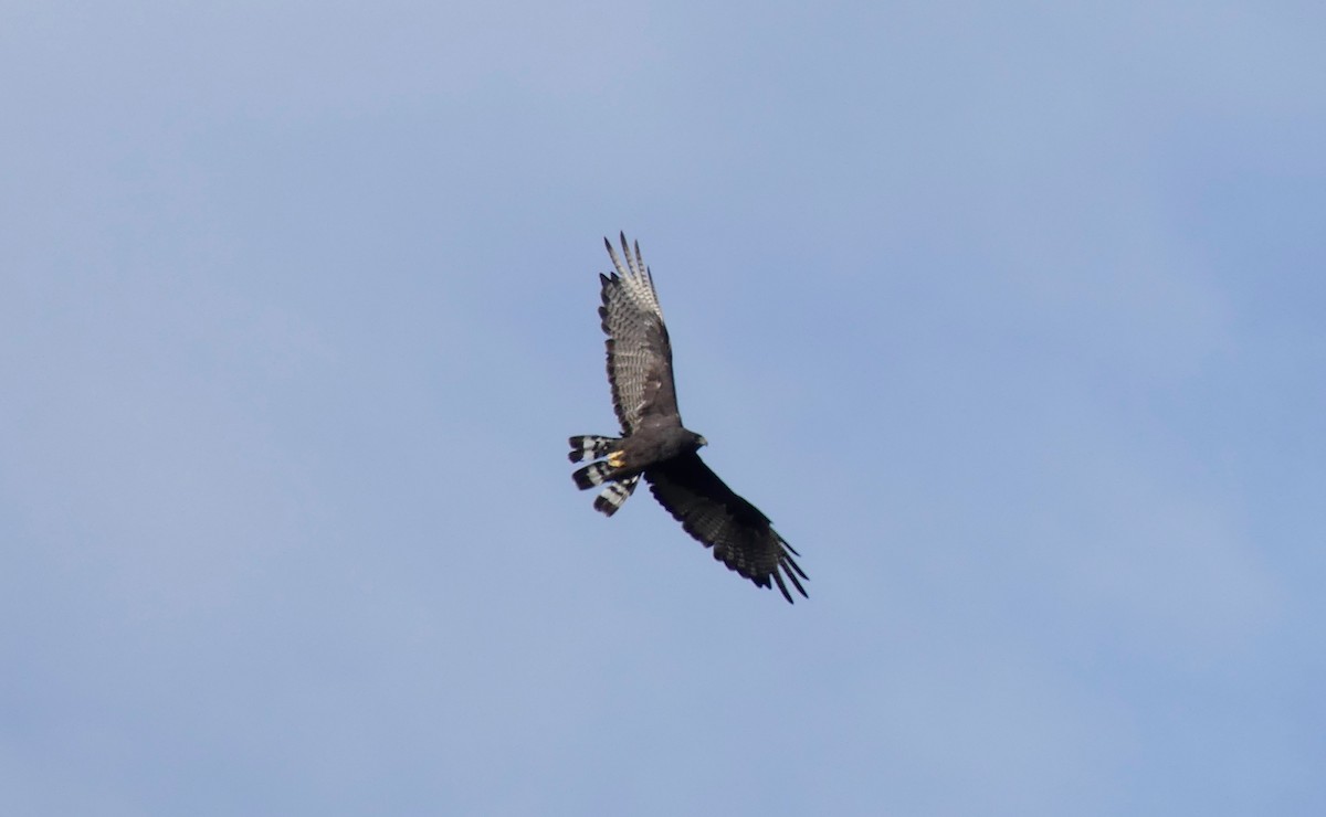Zone-tailed Hawk - ML33048631