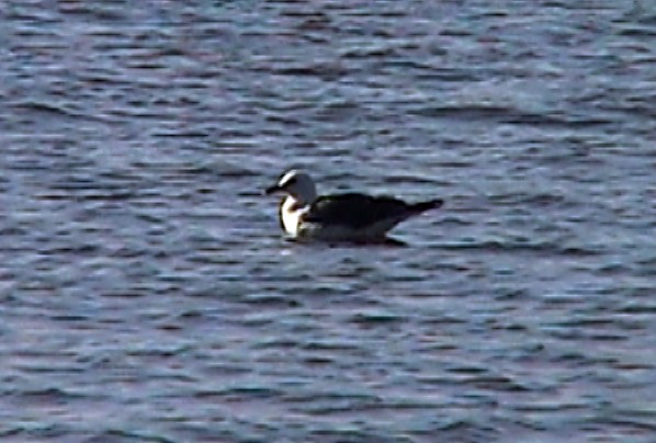 Lesser Black-backed Gull (Heuglin's) - ML330486421