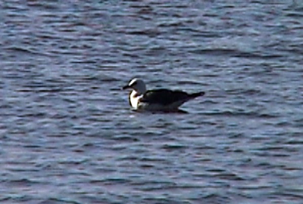 Gaviota Sombría (heuglini) - ML330486421