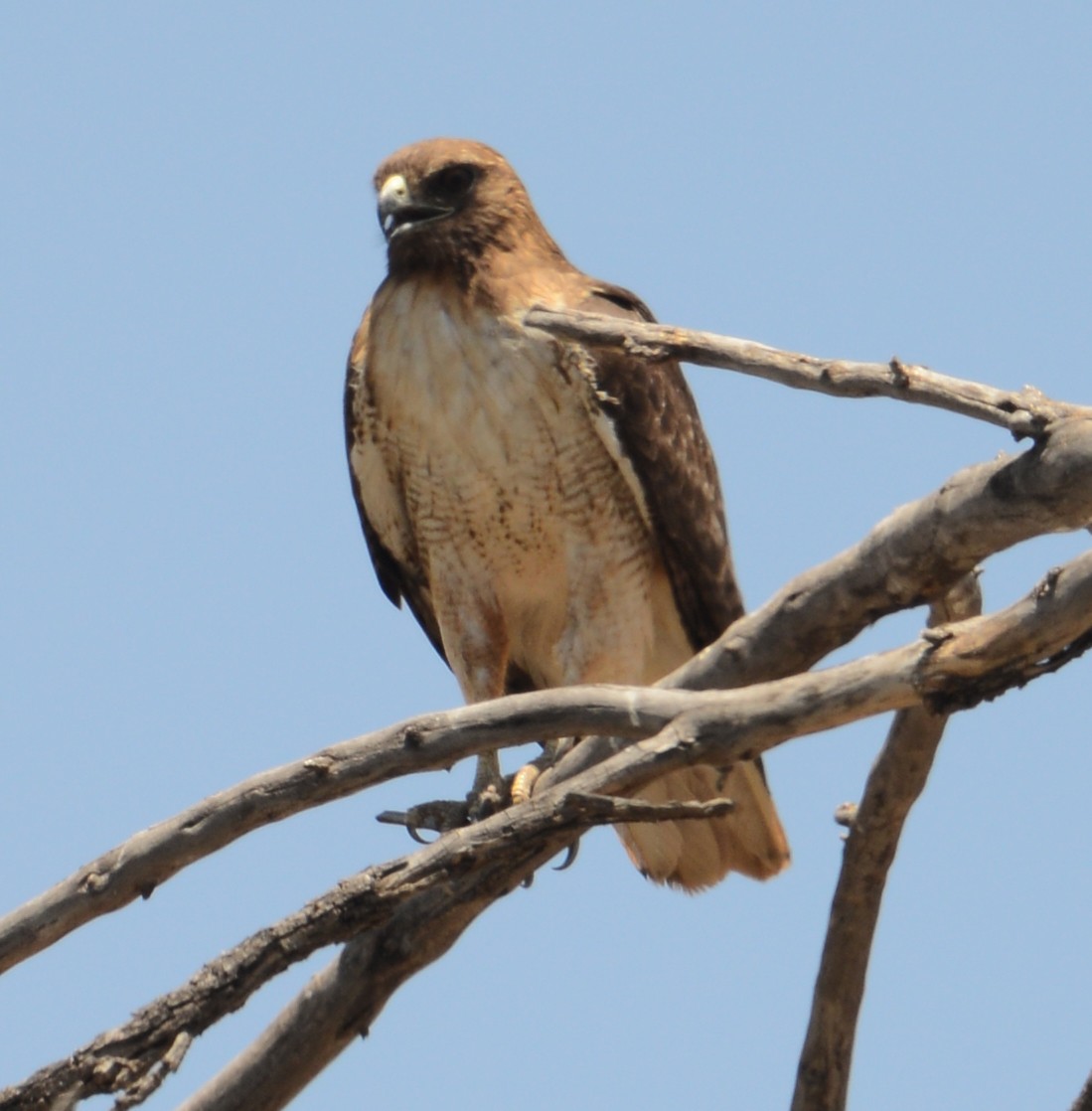 Red-tailed Hawk - Elizabeth Hawkins
