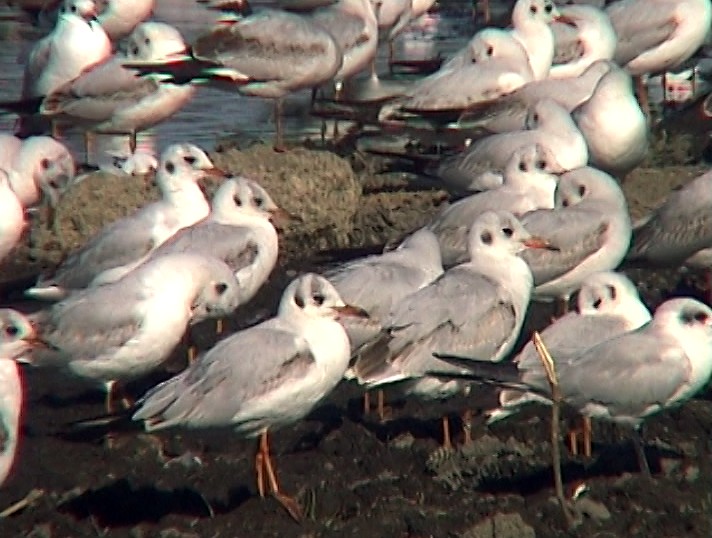 Black-headed Gull - ML330487181