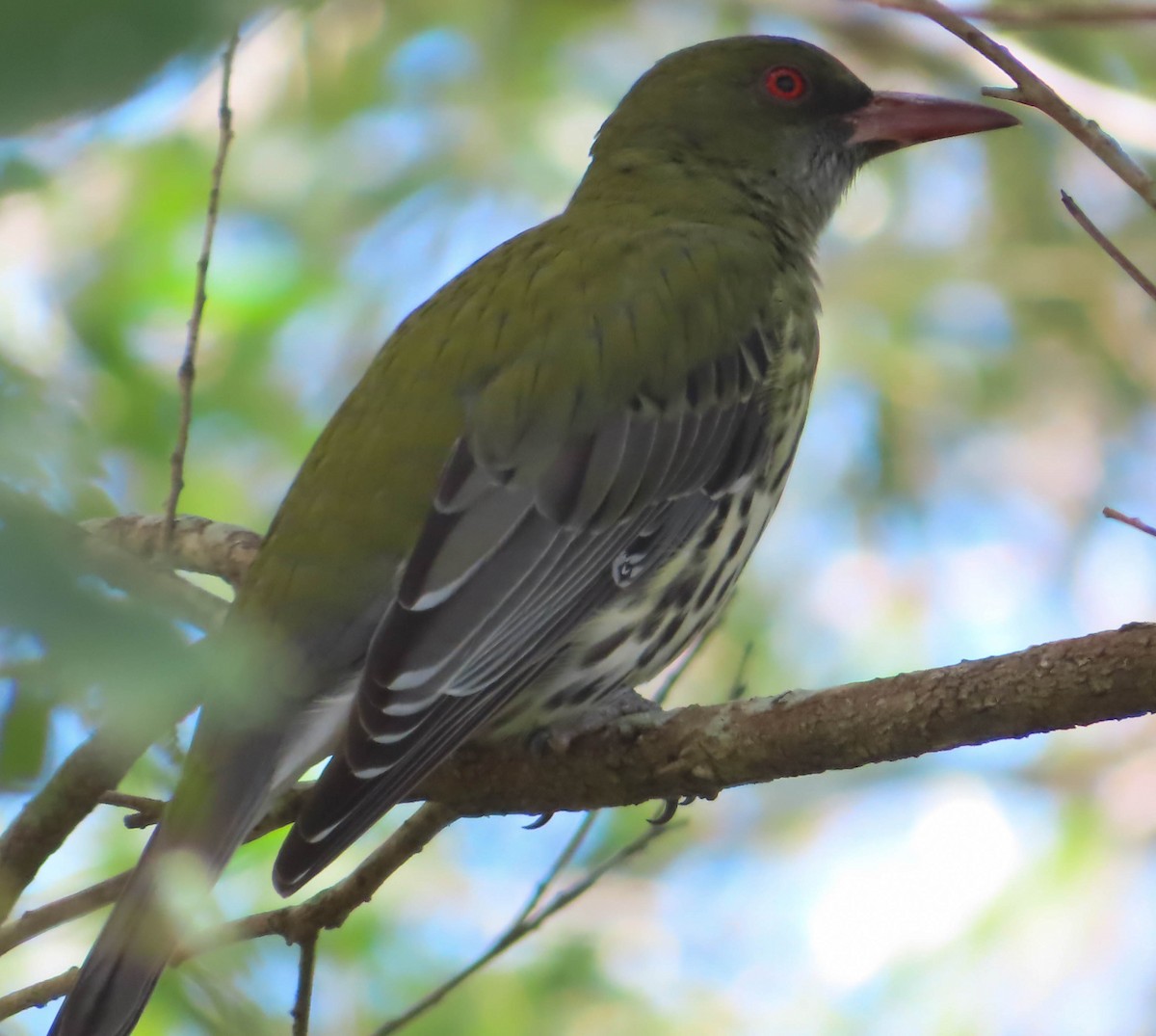 Olive-backed Oriole - ML330489171