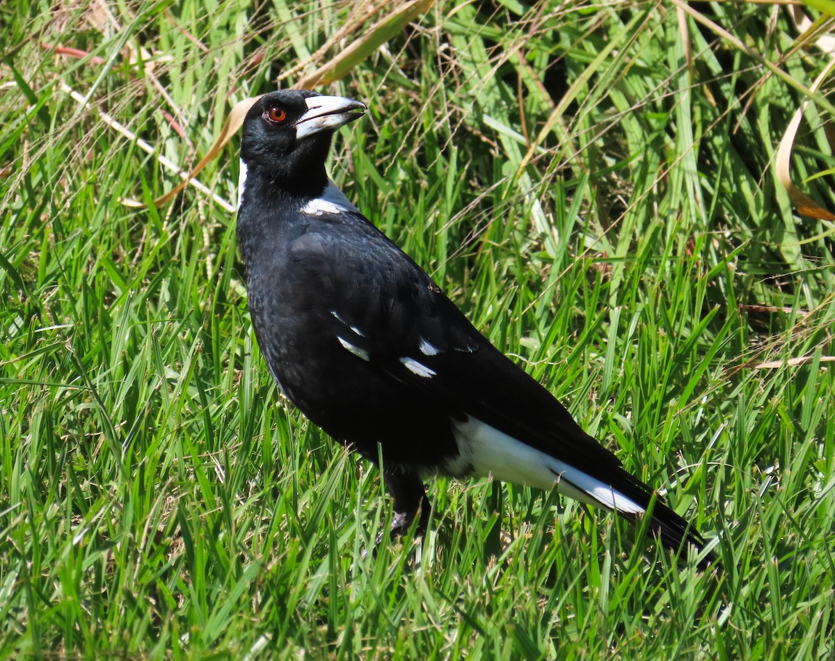 Australian Magpie - ML330489701