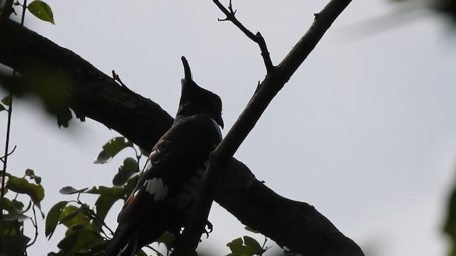 Black Baza - ML330490581