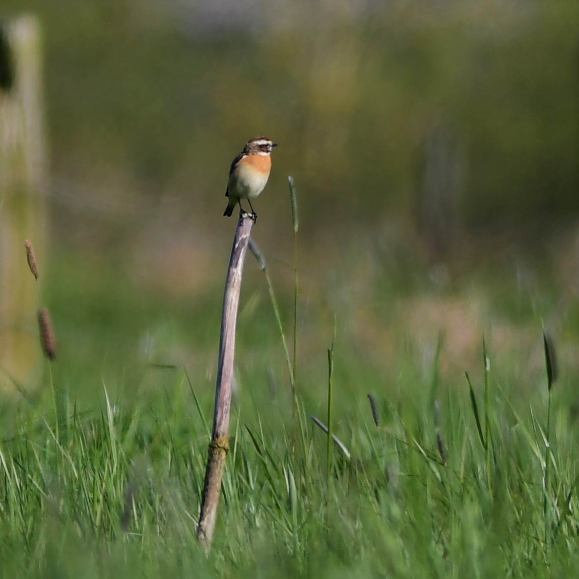 Whinchat - ML330491161