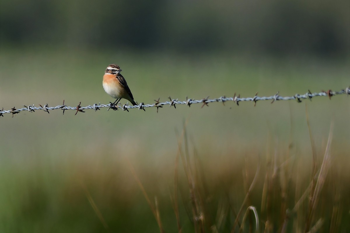 Whinchat - ML330491171