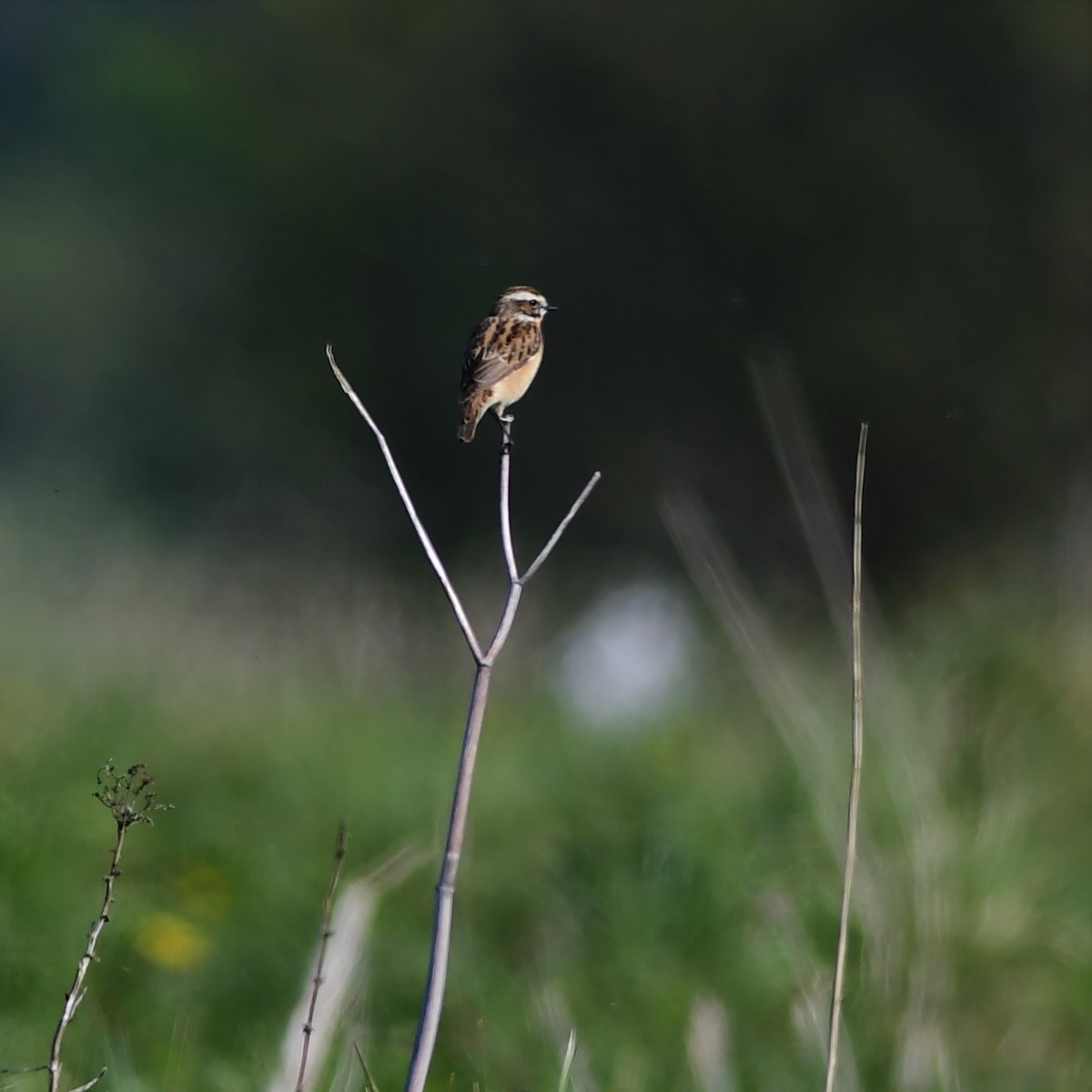 Whinchat - ML330491181