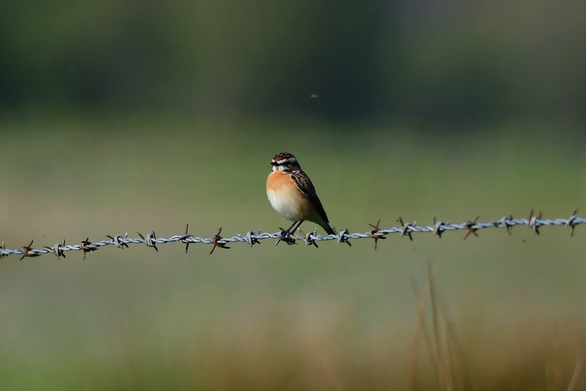 Whinchat - ML330491191