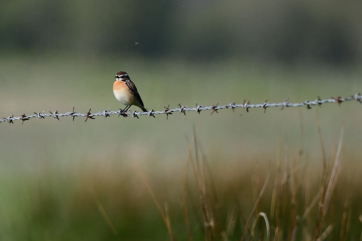 Whinchat - Mike Sylvia