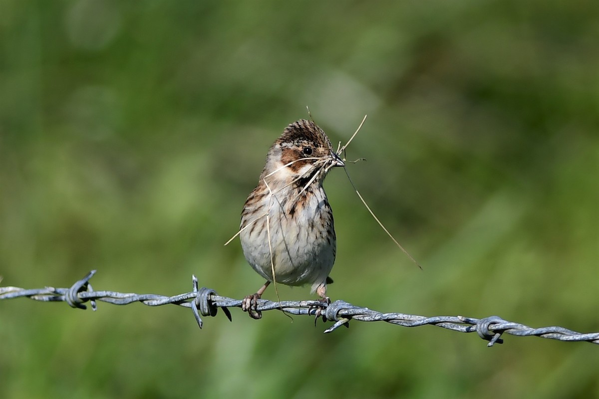 Reed Bunting - ML330491241