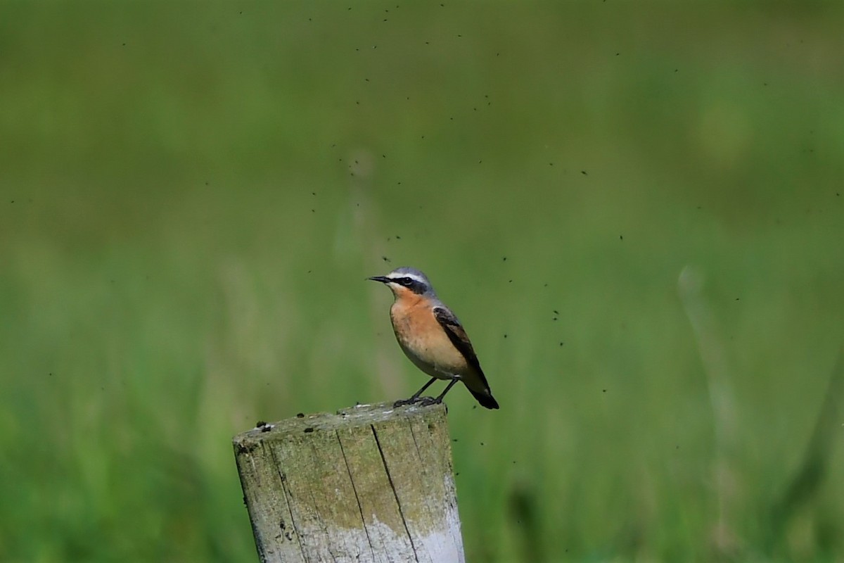 Northern Wheatear - ML330491351