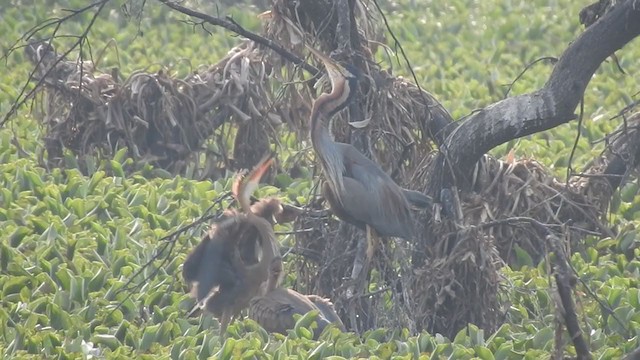 Purple Heron - ML330491591