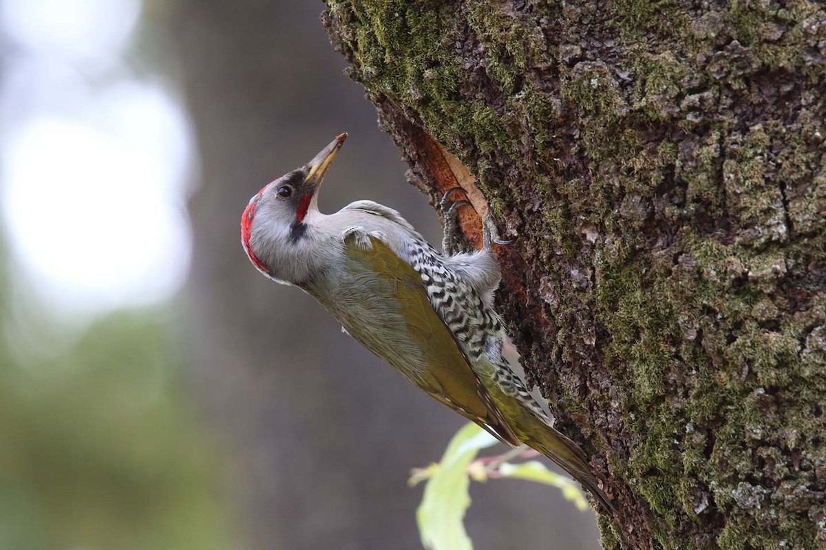 Japanese Woodpecker - ML330491891