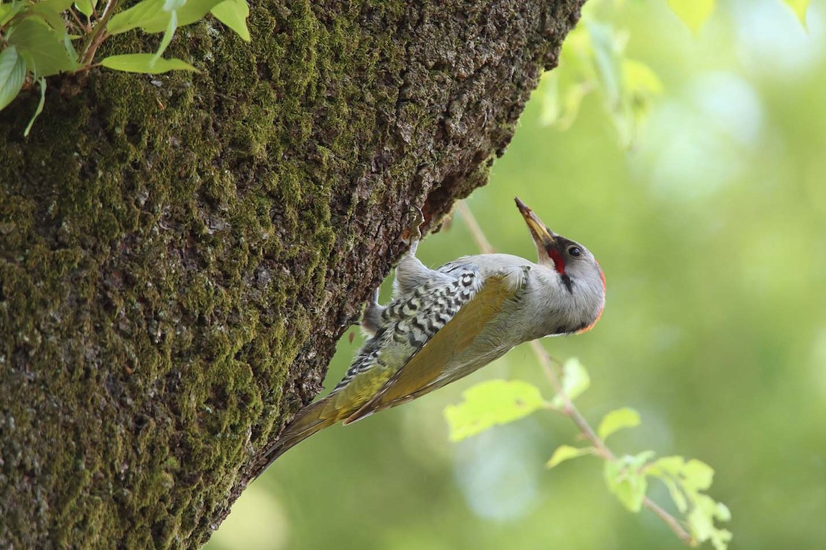 Japanese Woodpecker - ML330491961