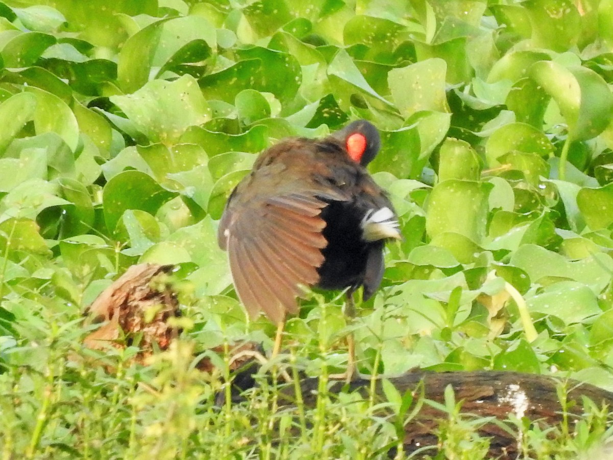 Eurasian Moorhen - Arulvelan Thillainayagam