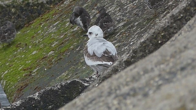 Gaviota Rosada - ML330492121