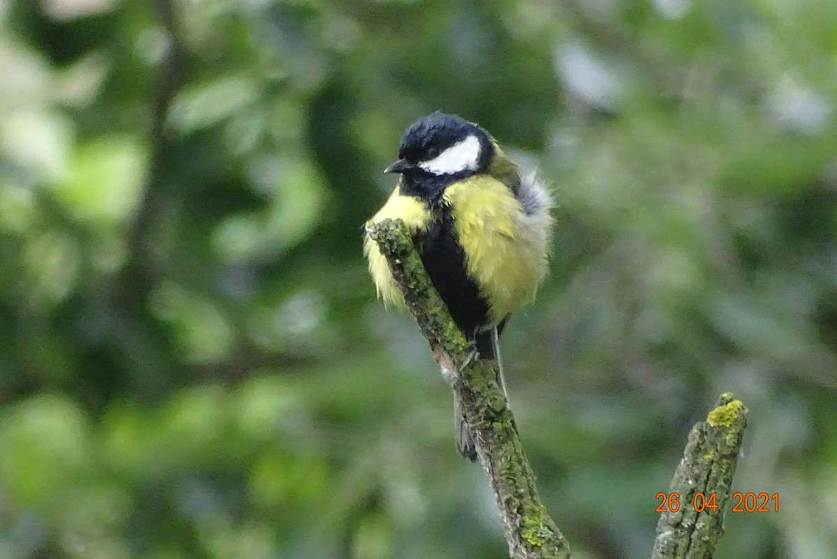 Mésange charbonnière - ML330492851