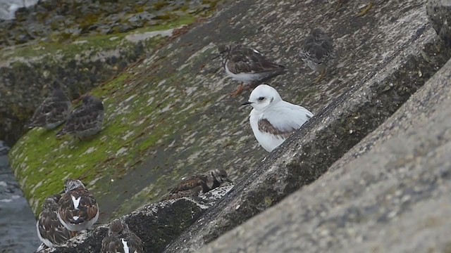 Gaviota Rosada - ML330493761