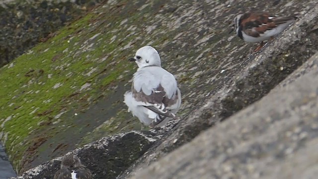 Ross's Gull - ML330495031