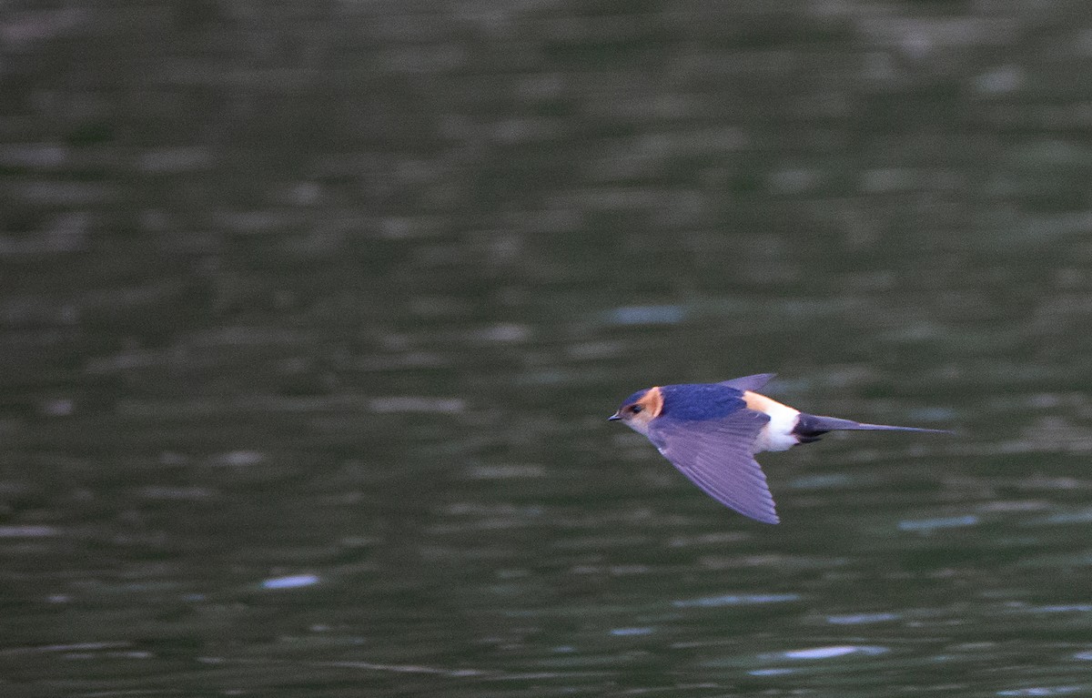 European Red-rumped Swallow - ML330495711