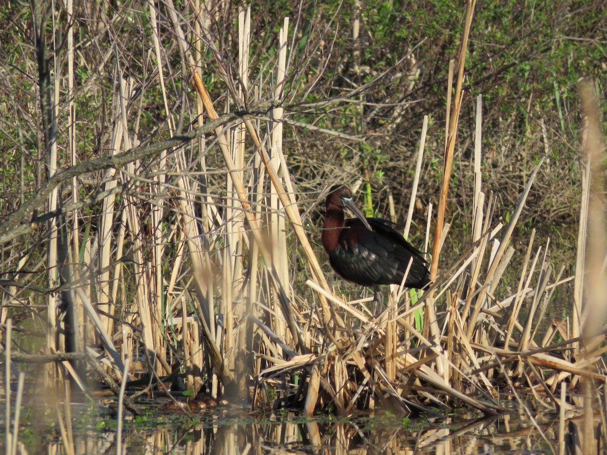 ibis hnědý - ML33049741