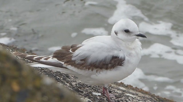 Ross's Gull - ML330497441