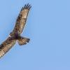 Rough-legged Hawk - Diane Noiseux