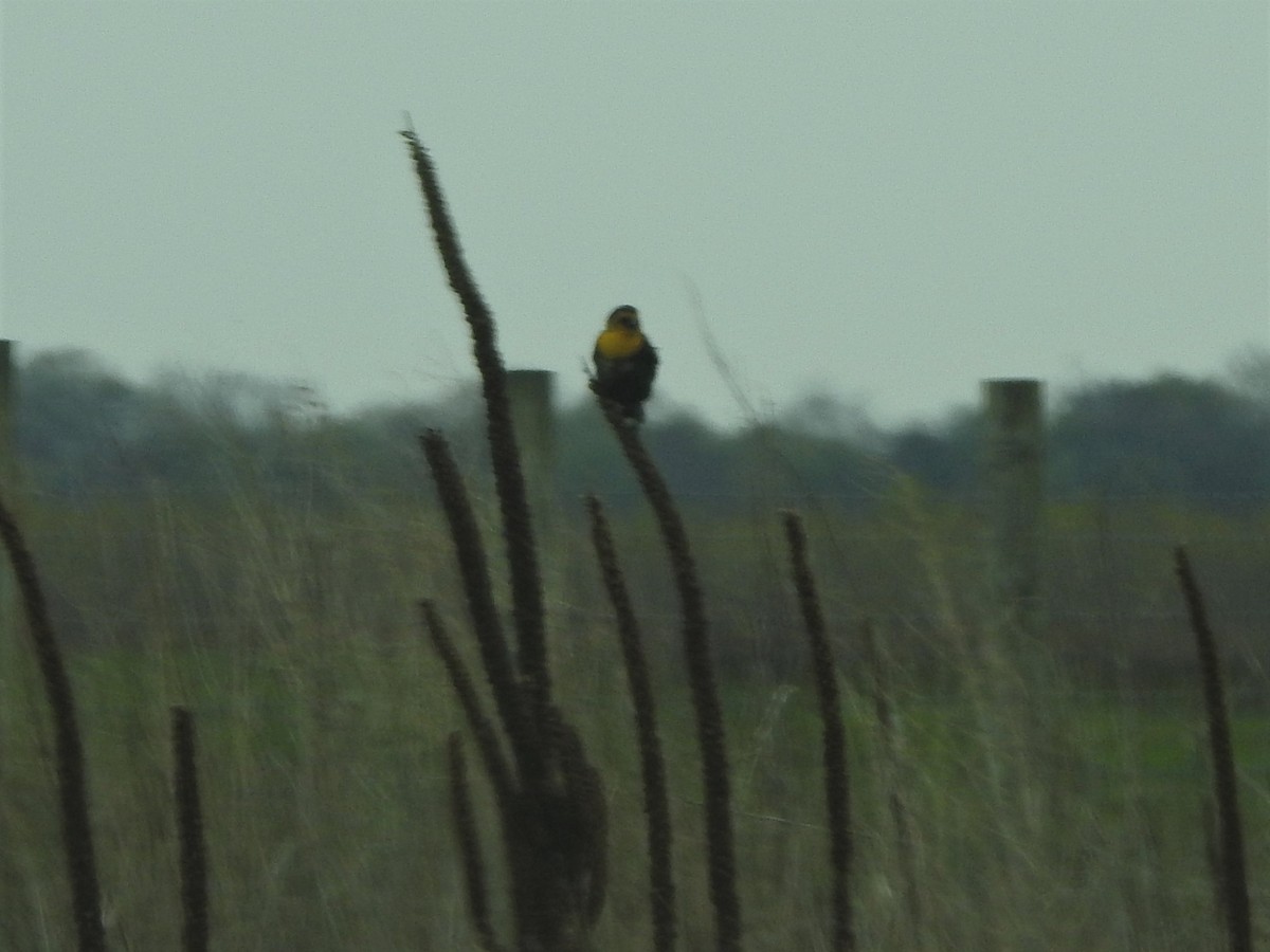 Yellow-headed Blackbird - Conrad Harstine