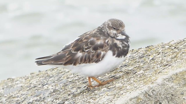 Ruddy Turnstone - ML330501351